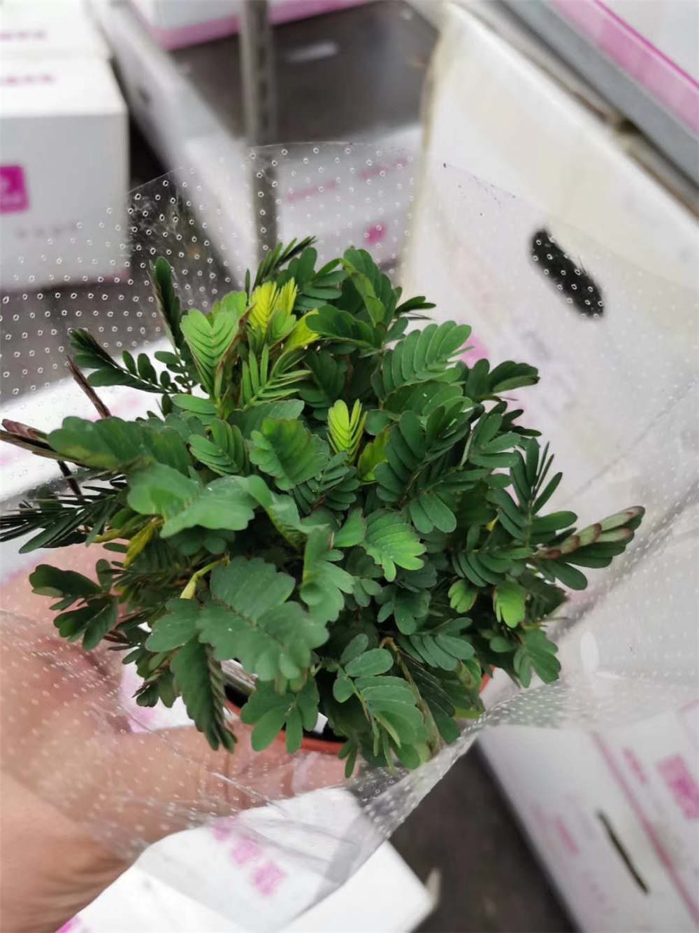含羞草 含羞草