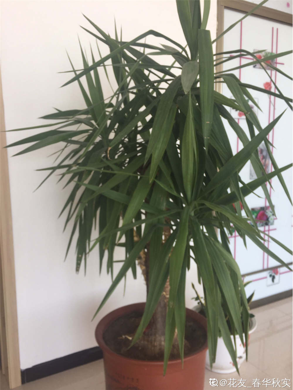 荷兰铁 荷兰铁