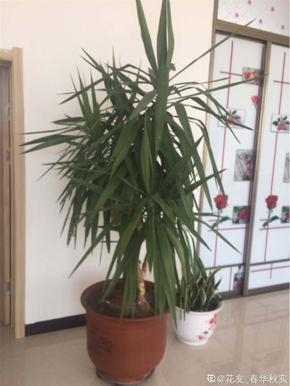 荷兰铁 荷兰铁