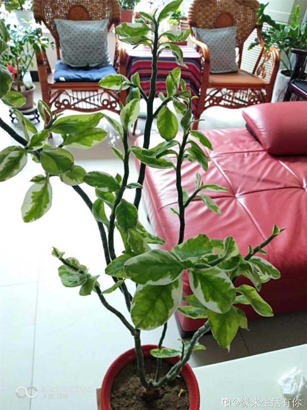 红雀珊瑚的换盆方法