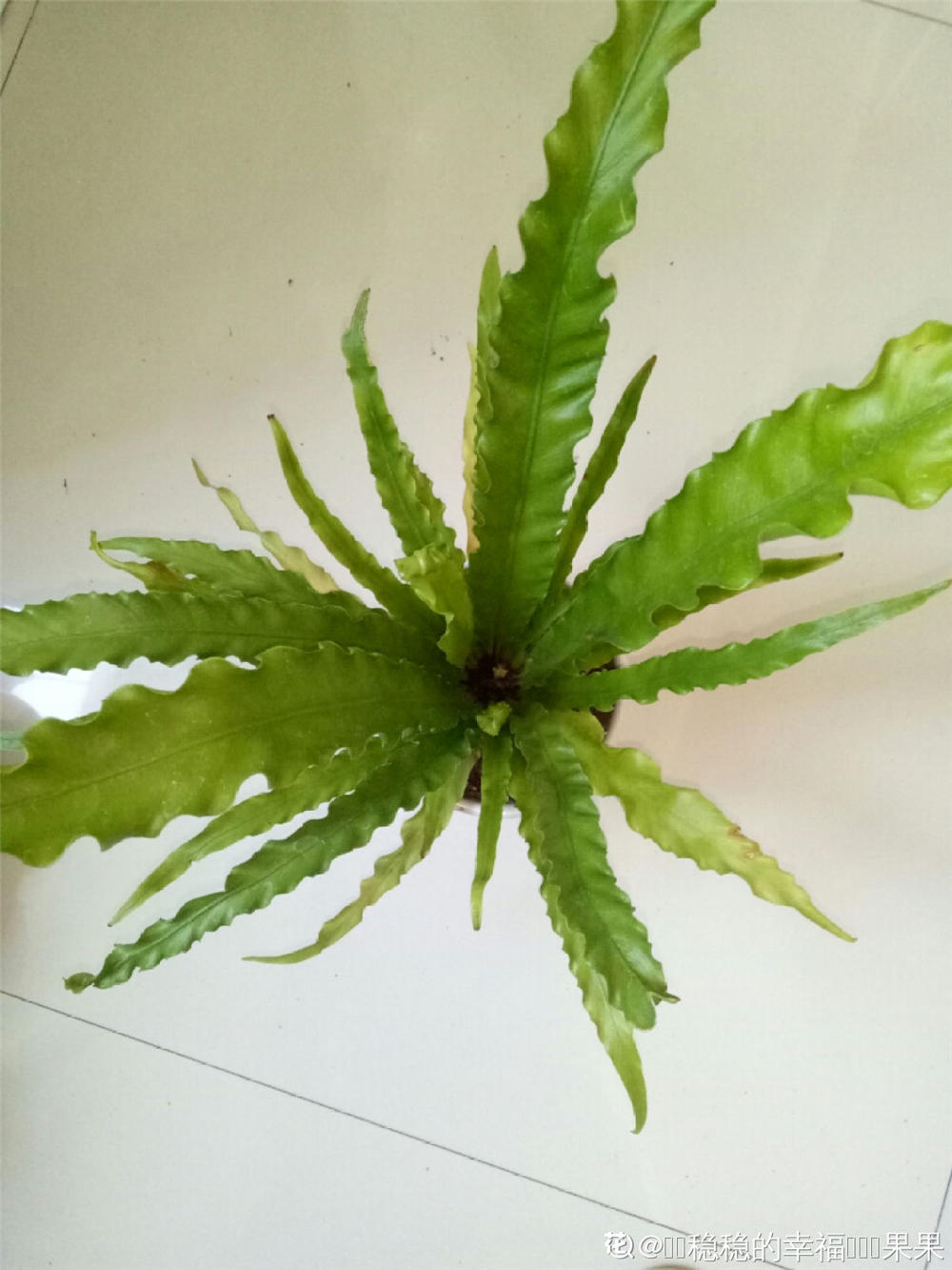 鸟巢蕨 鸟巢蕨
