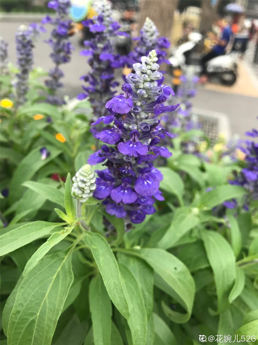 就鼠尾草的自身而言.其香味浓烈.或许有点樟脑味道.