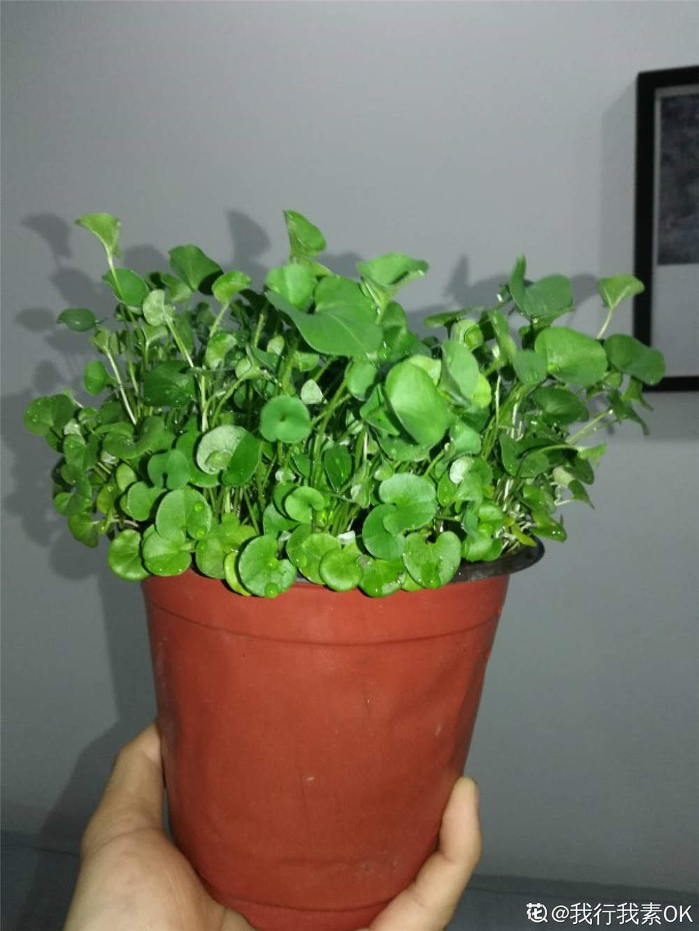 马蹄金怎么播种 - 花百科