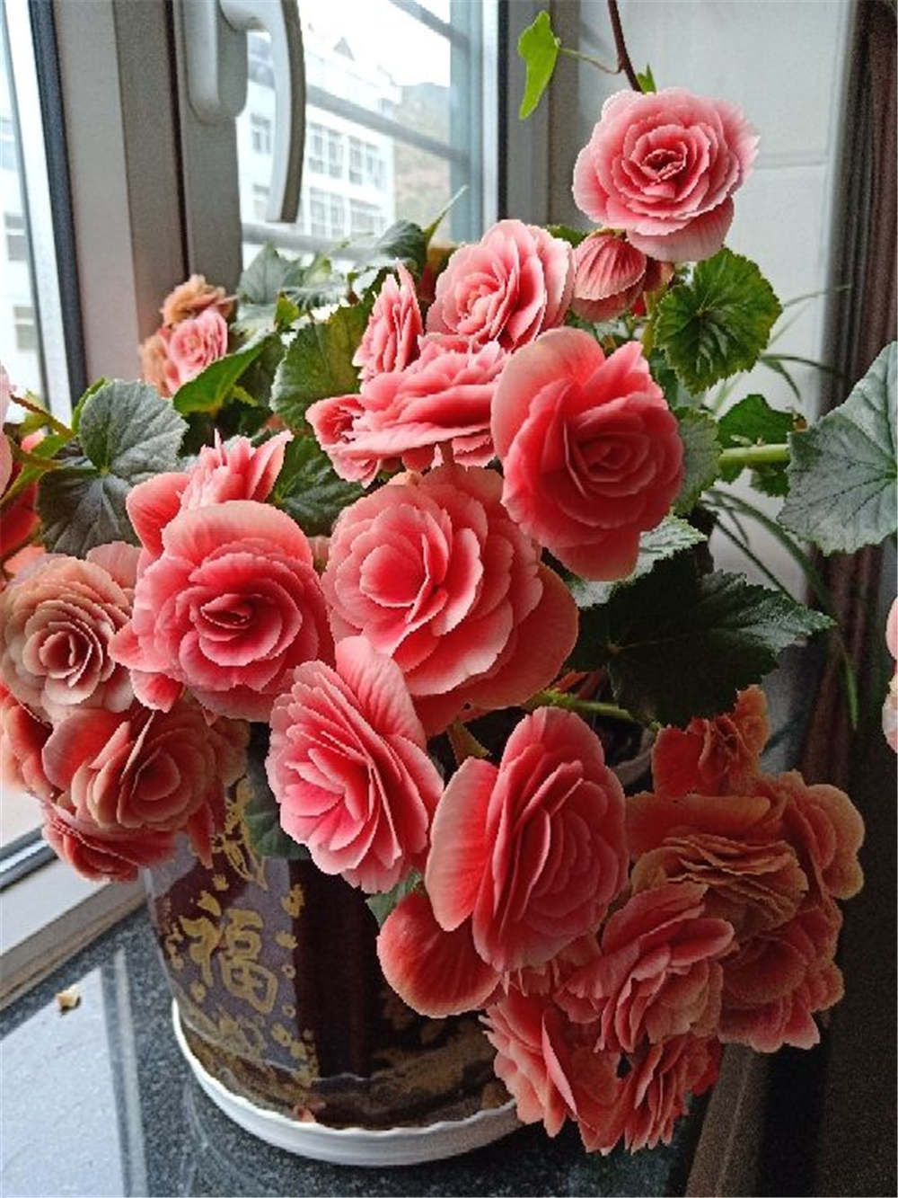 丽格海棠如何浇水