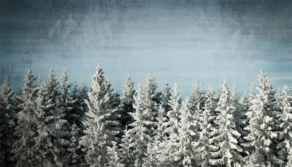 雪松 雪松