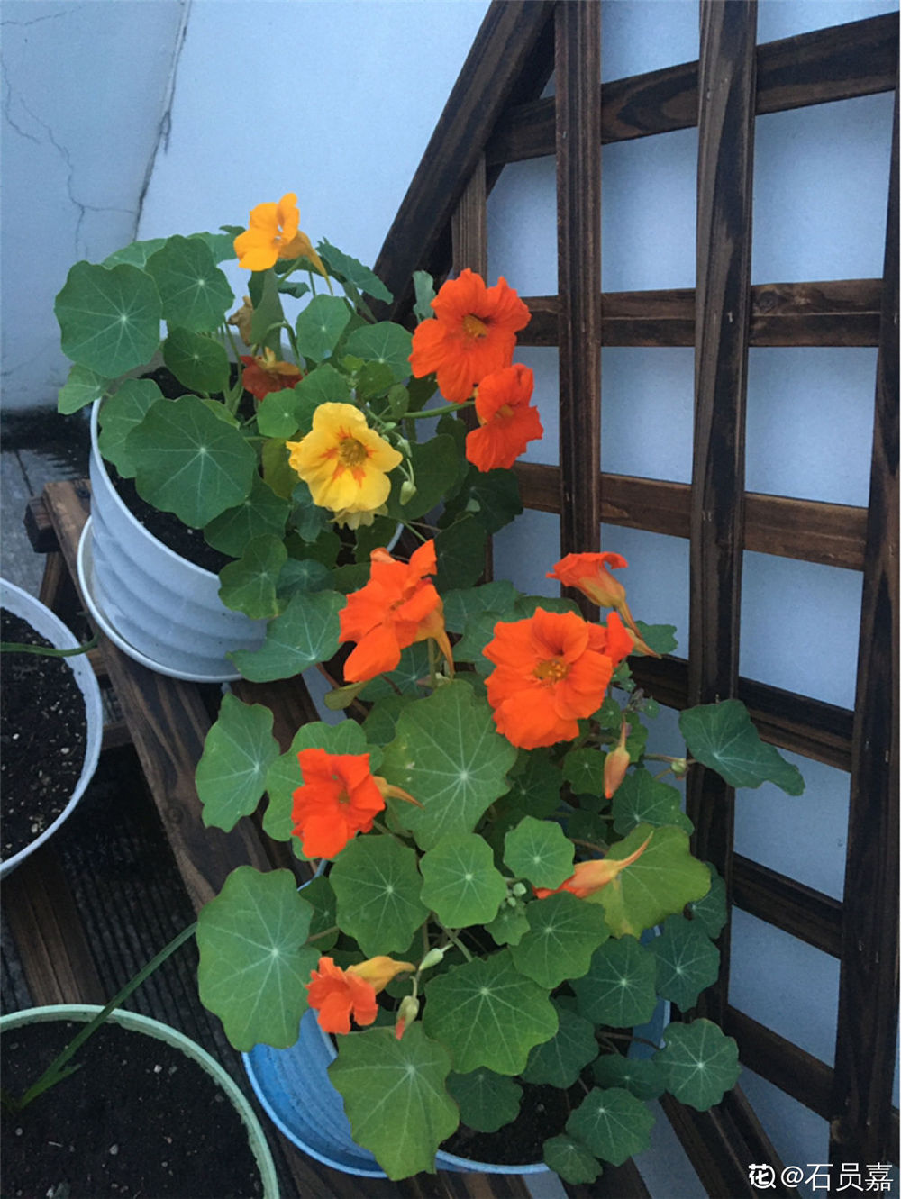 旱金莲有毒吗可以家养殖吗