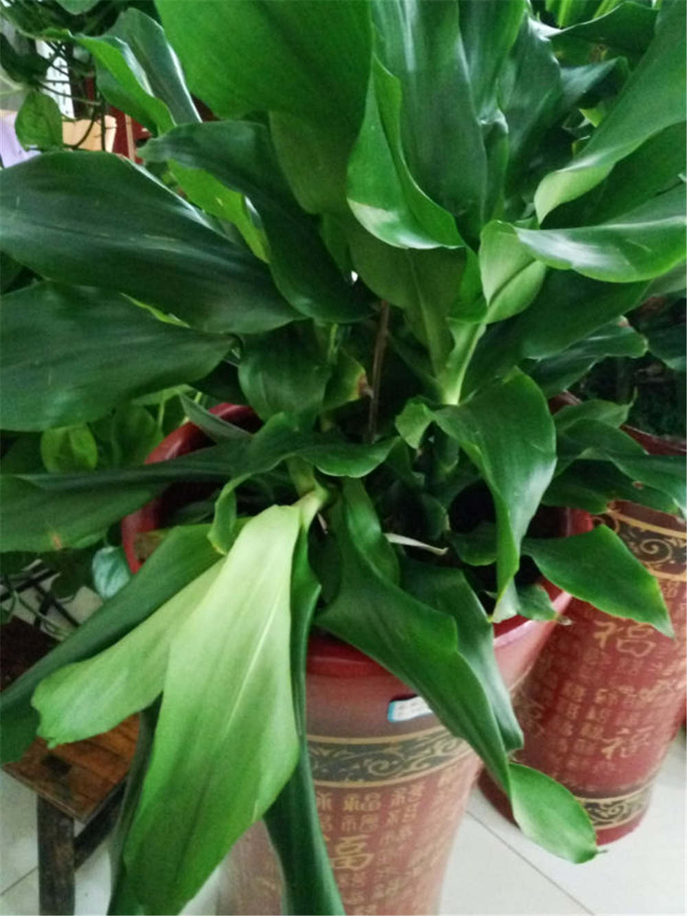 螺纹铁的繁殖方法