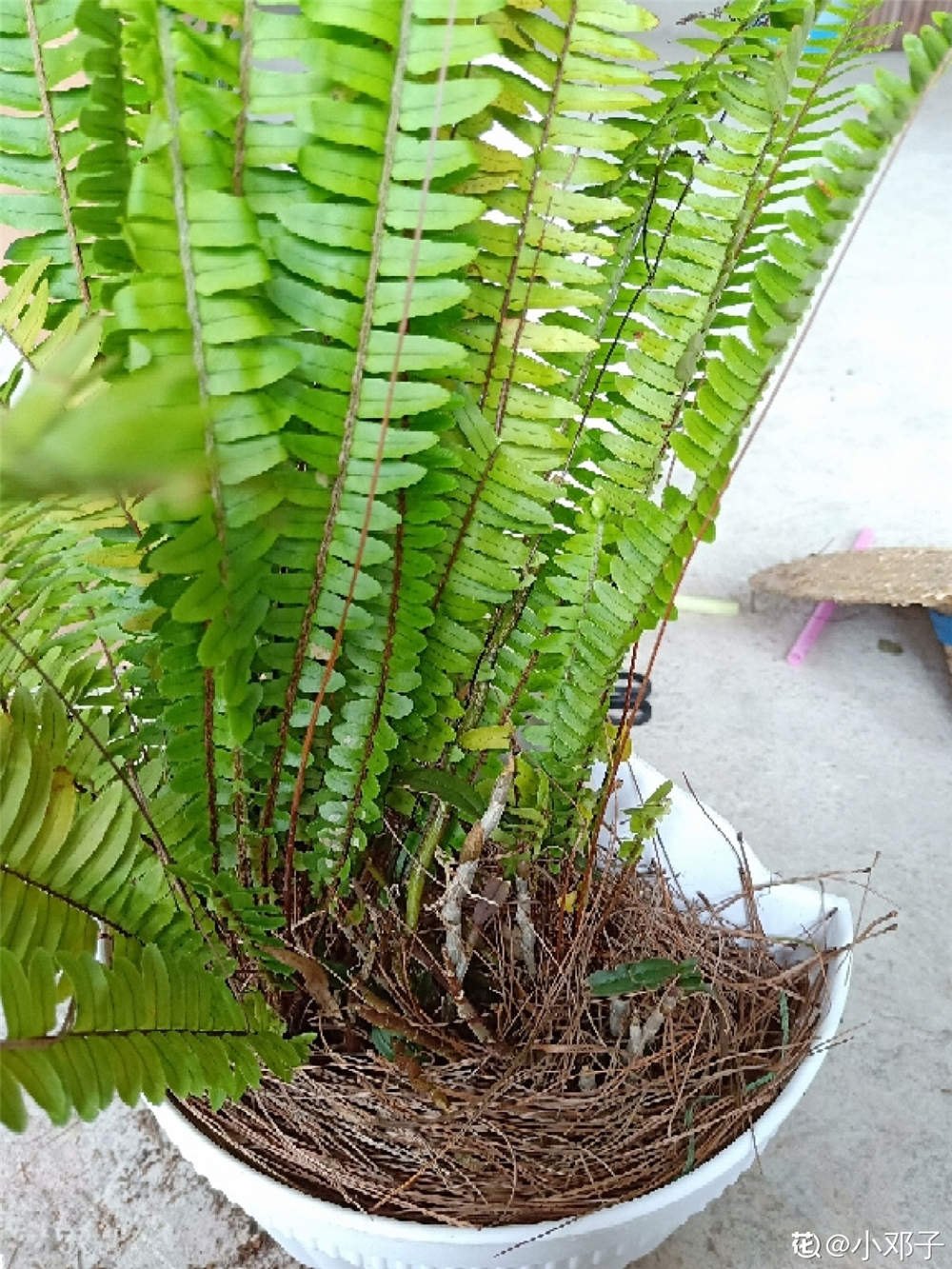 肾蕨有什么作用