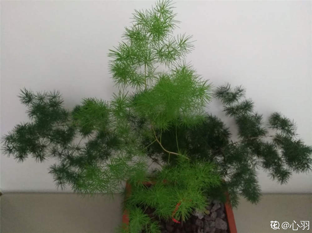 蓬莱松 蓬莱松