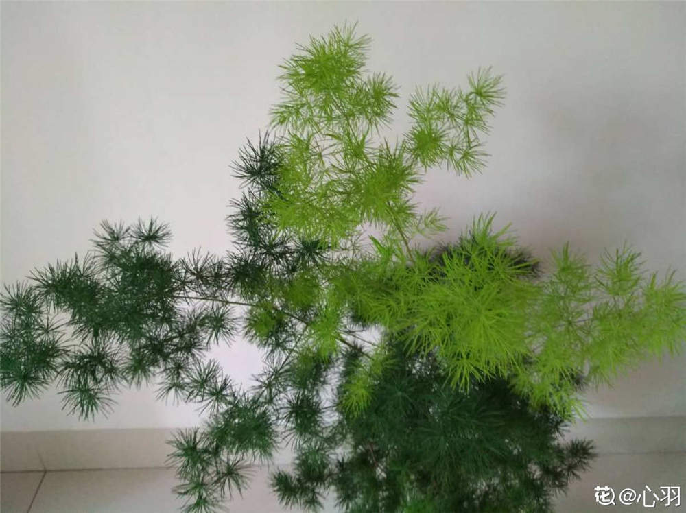 蓬莱松 蓬莱松