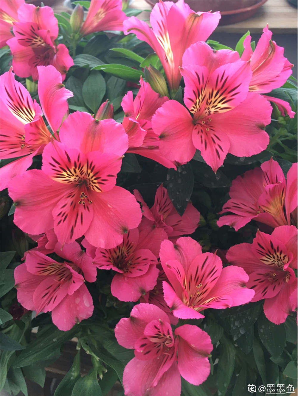 六出花的花语是什么 六瓣霜花花语 双偶网