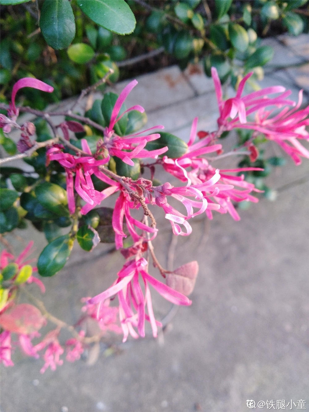 红花继木 红花继木