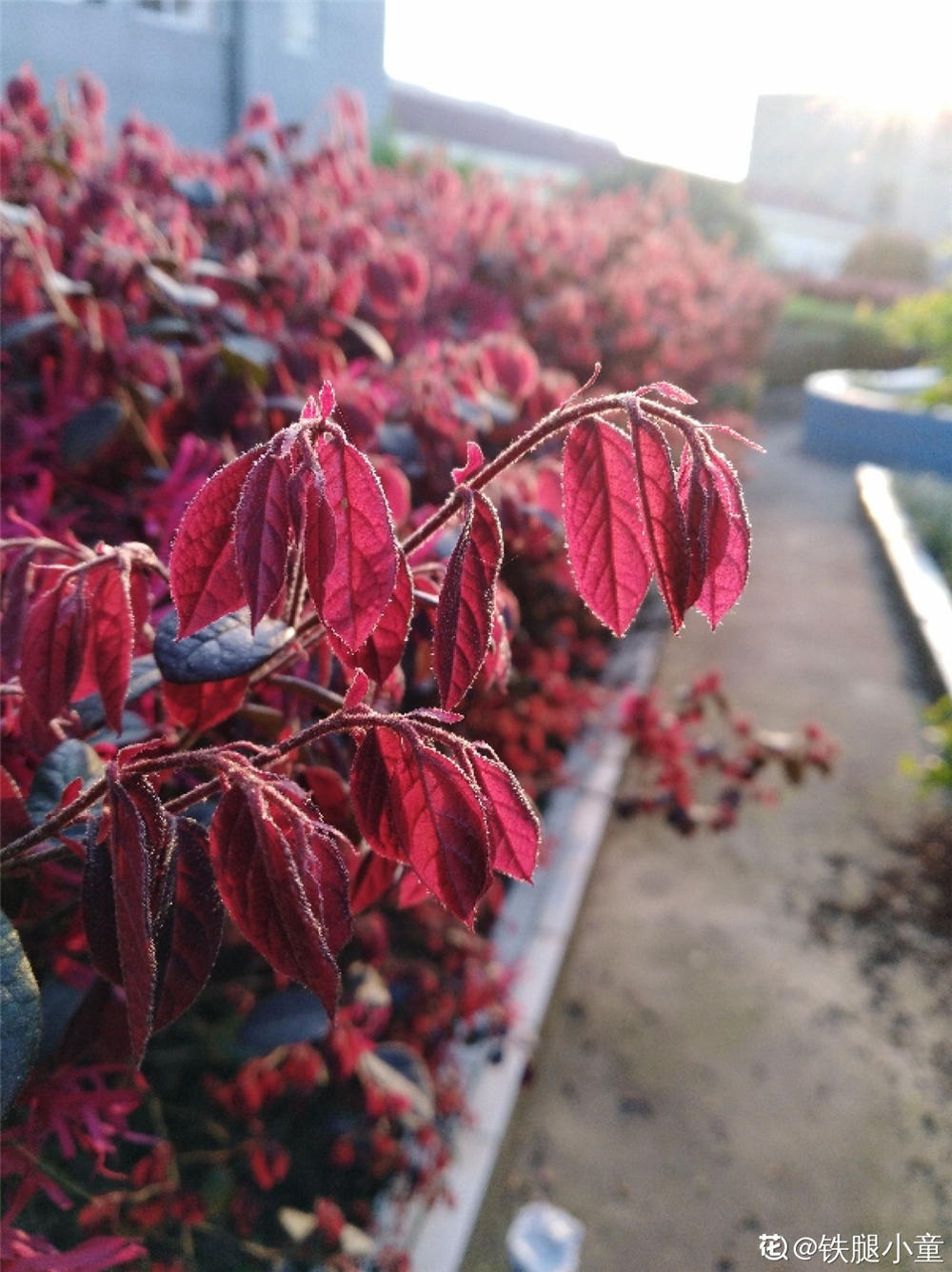 红花继木 红花继木
