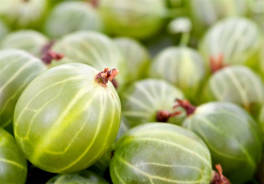 鹅莓的食用方法