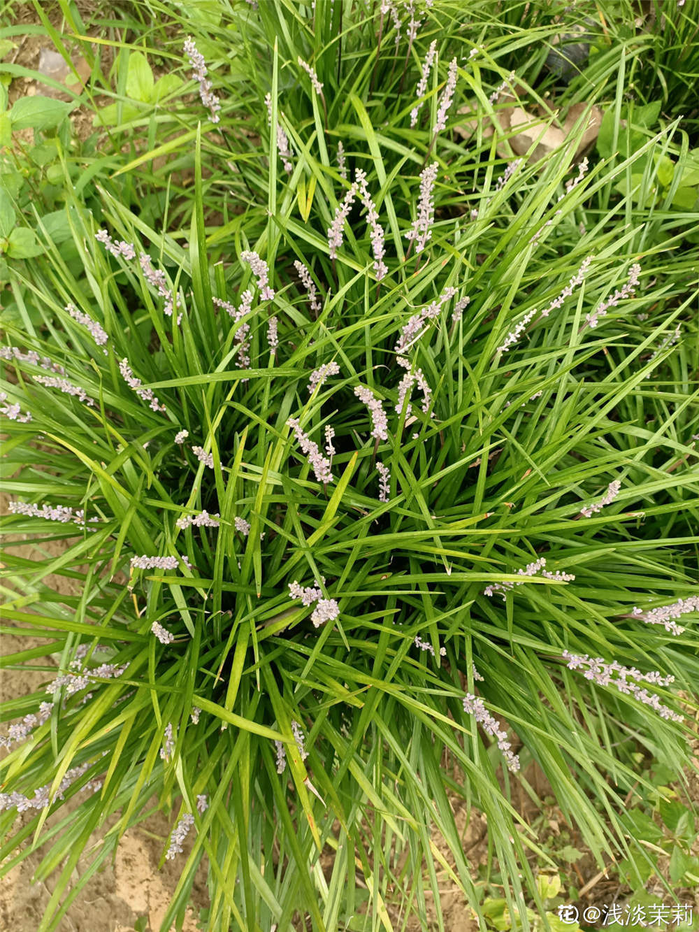 麦冬草的历史传说