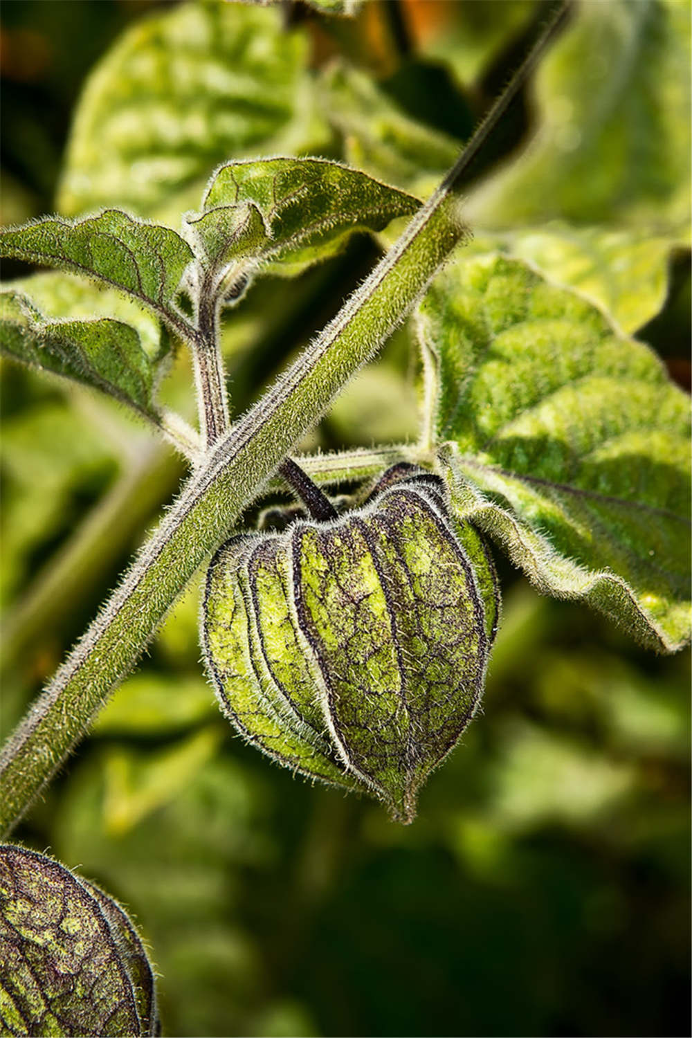 鹅莓的功效和作用