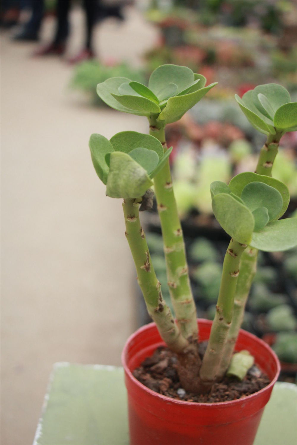 金钱木的繁殖方法有哪些请看下文