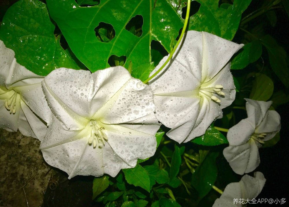 月光花 月光花