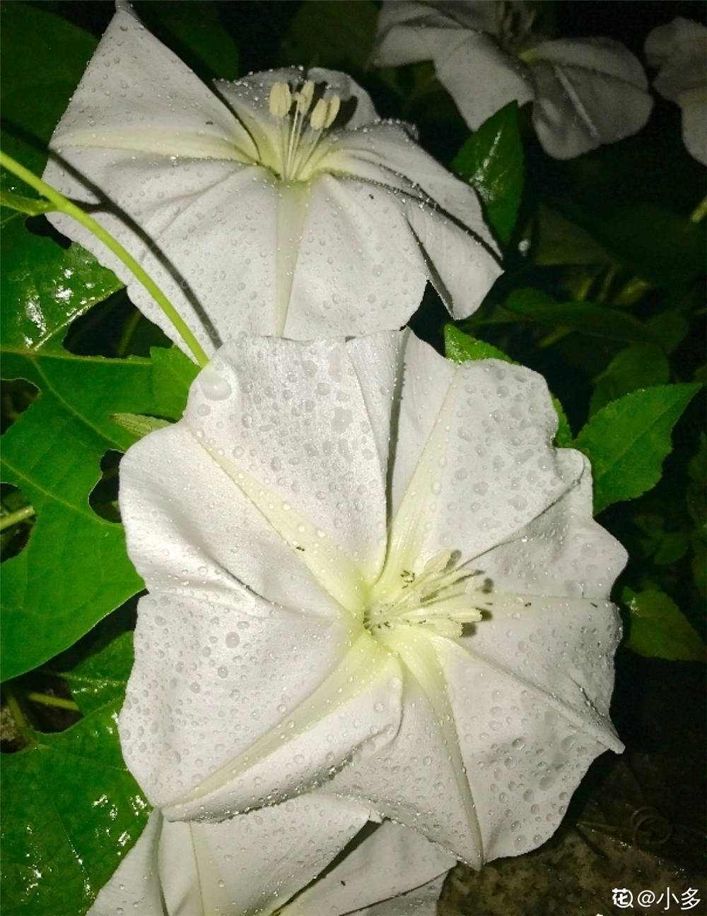 月光花 月光花