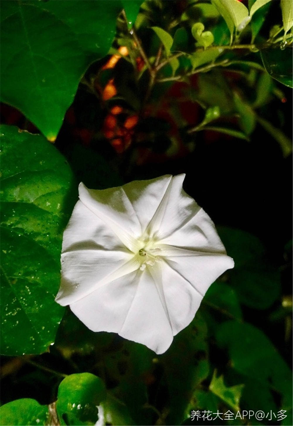 月光花 月光花