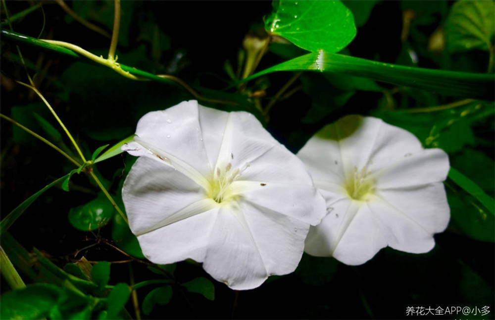 月光花的花语和文化意蕴 花百科