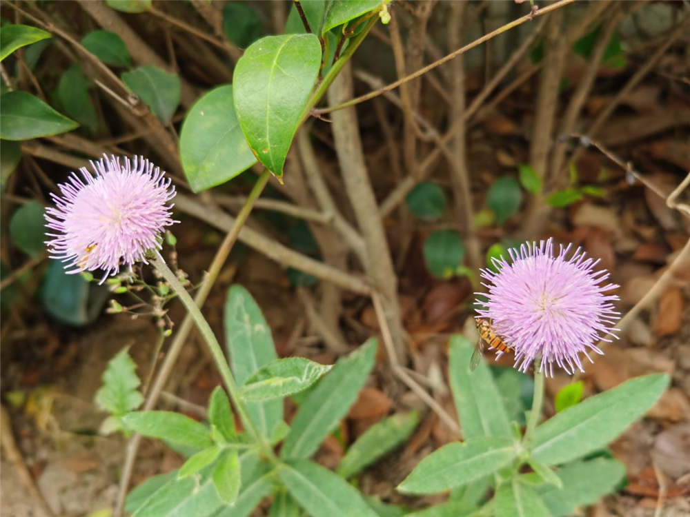 藿香蓟的花语和传说