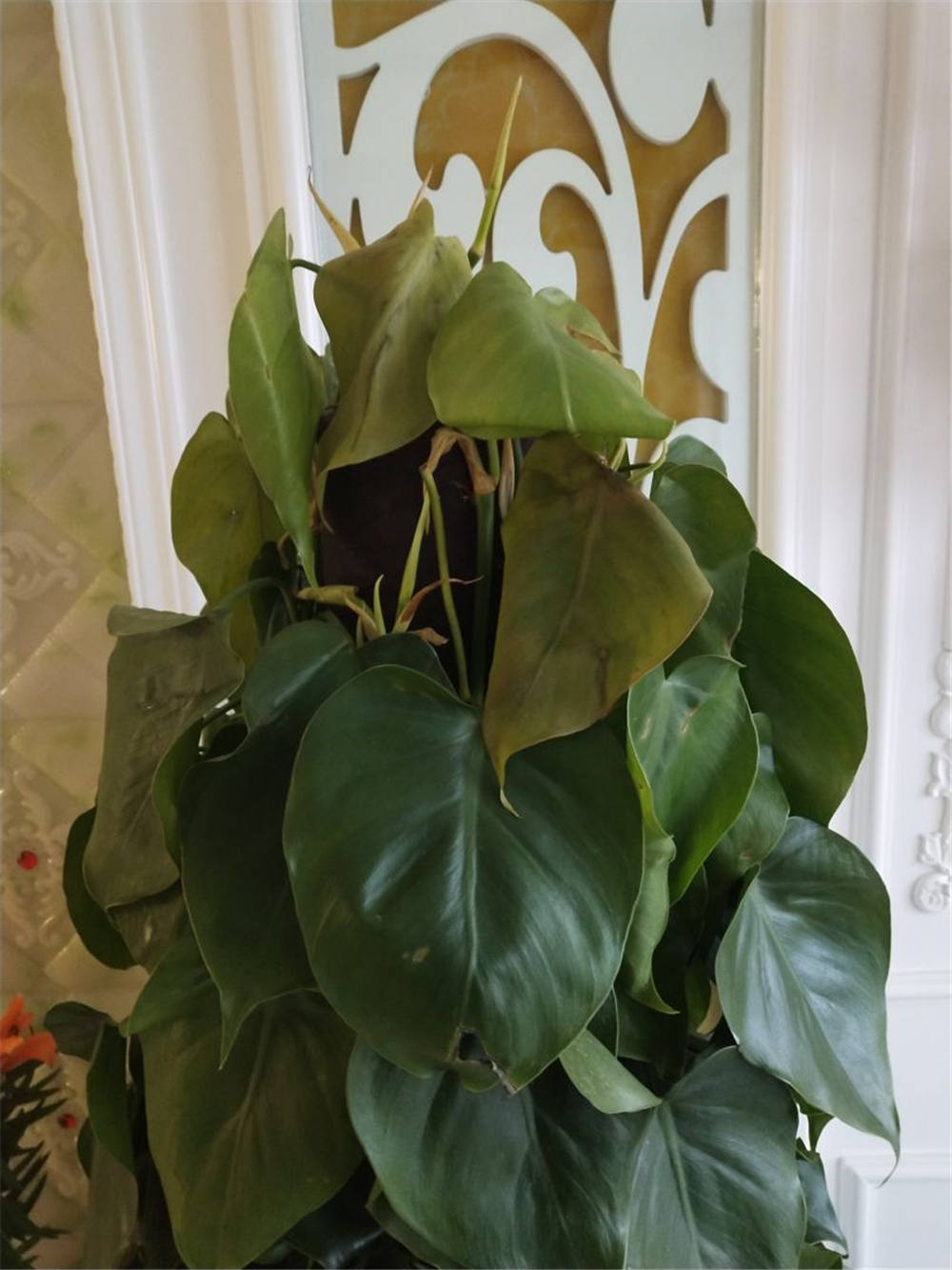 心叶藤的花语和价值