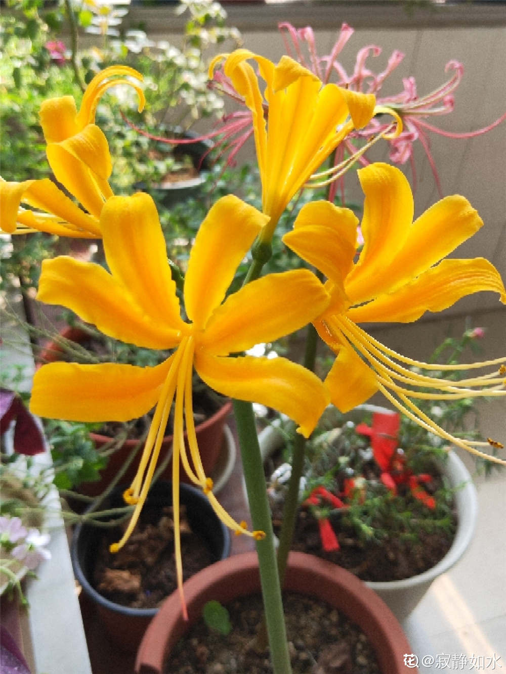 忽地笑的价值和作用