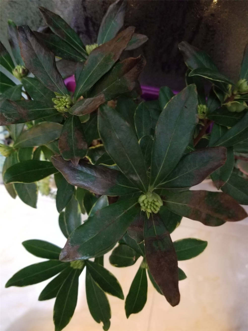 瑞香的繁殖方法大全