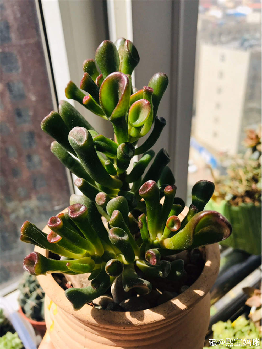 筒叶花月的作用