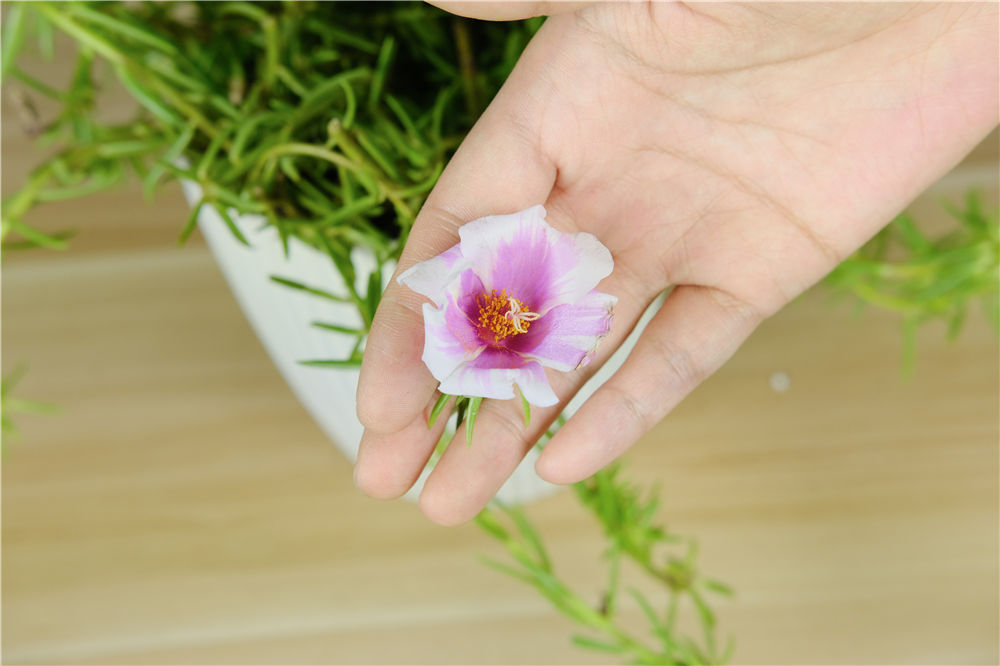 太阳花 太阳花