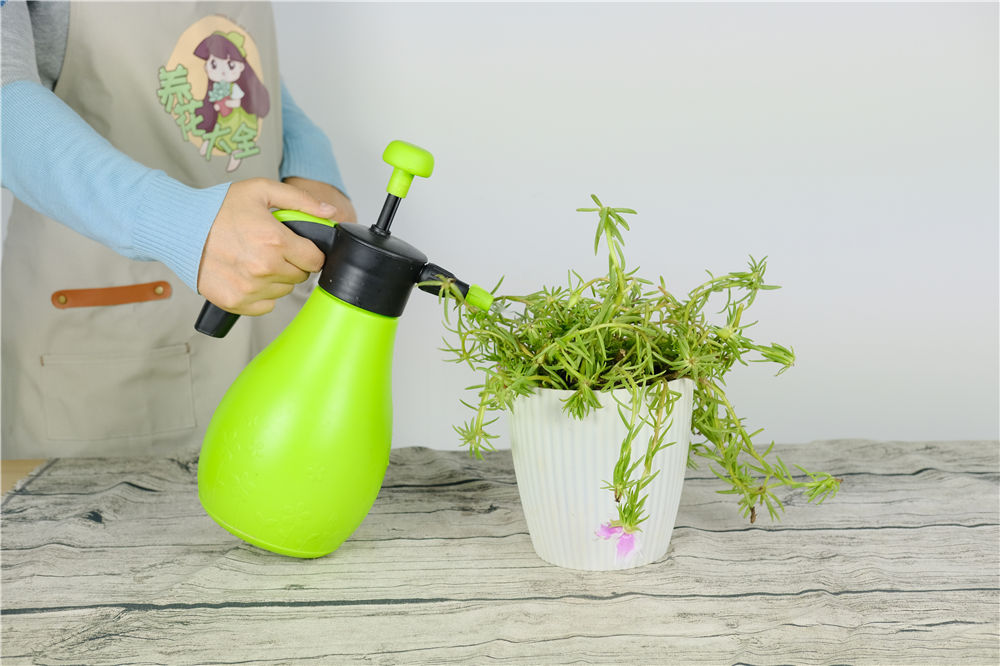 太阳花 太阳花