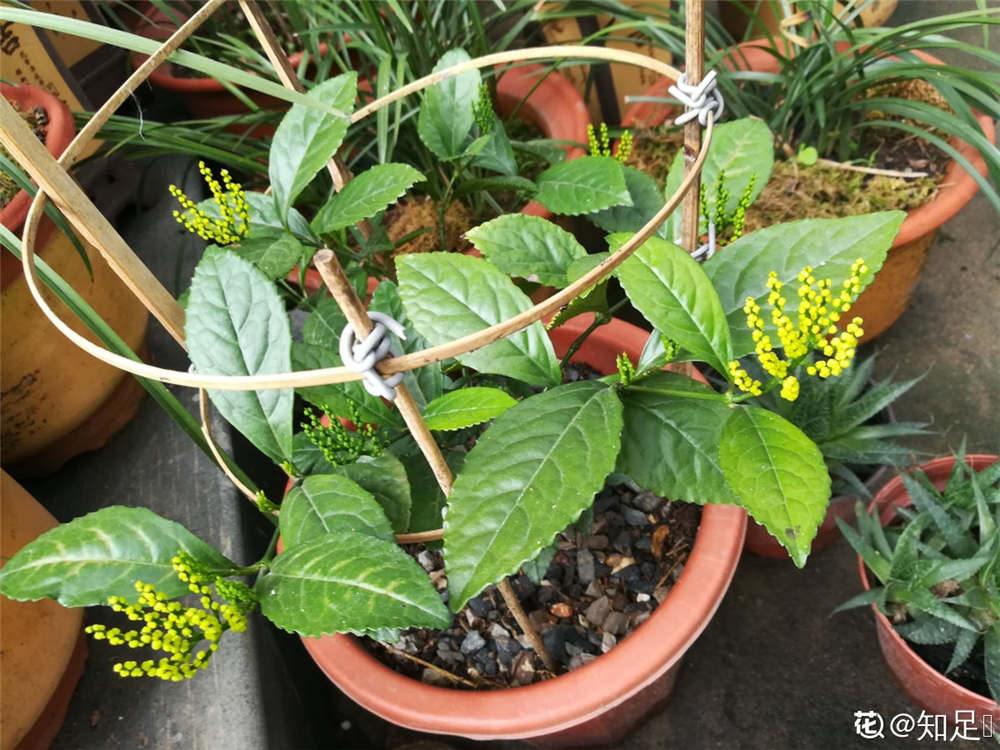 金粟兰的病虫害及其防治