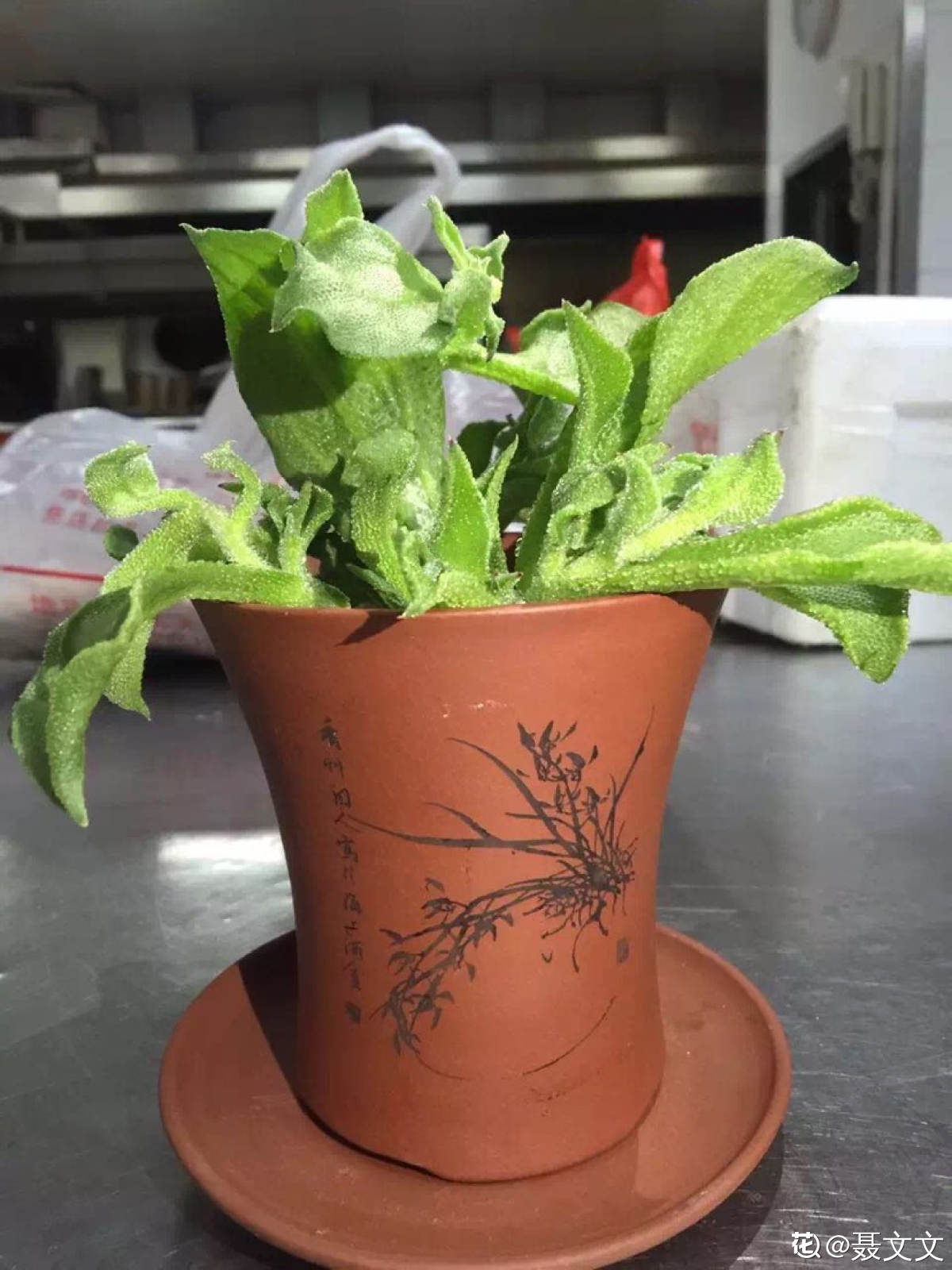 非洲冰草 非洲冰草