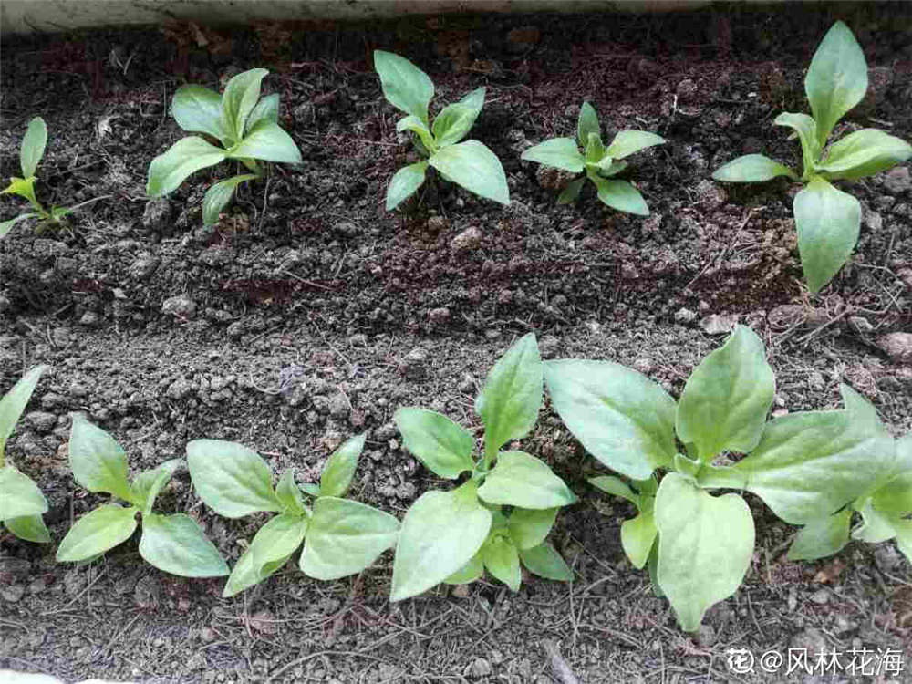 非洲冰草 非洲冰草