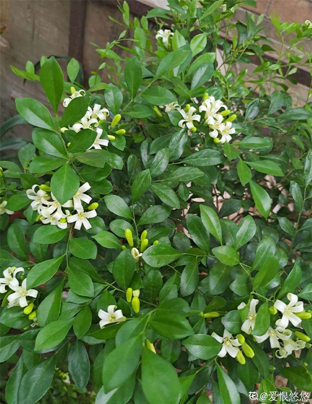 九里香盆景的制作方法