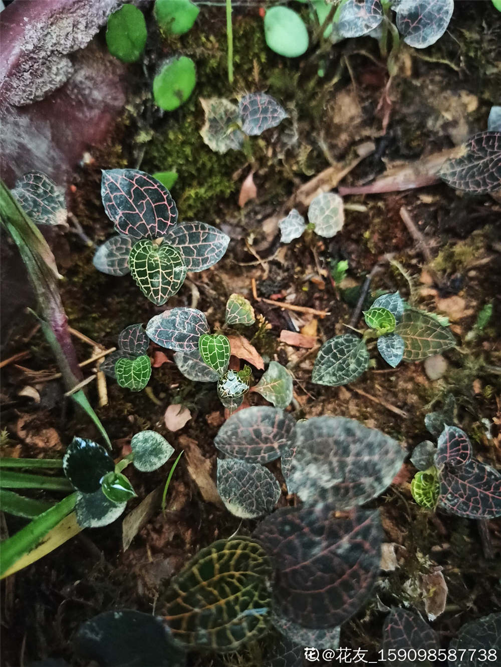 金线莲的功效与作用