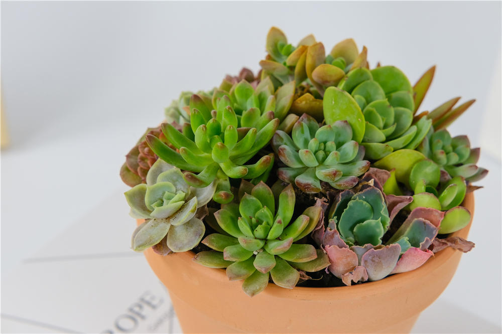 多肉植物长白色虫子怎么办 多肉长白色虫子怎么治 Urpimp网 多肉植物长白色虫子怎么办 多肉长白色虫子怎么治 Urpimp网