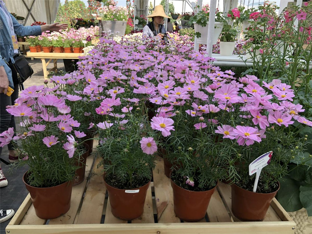 波斯菊 波斯菊