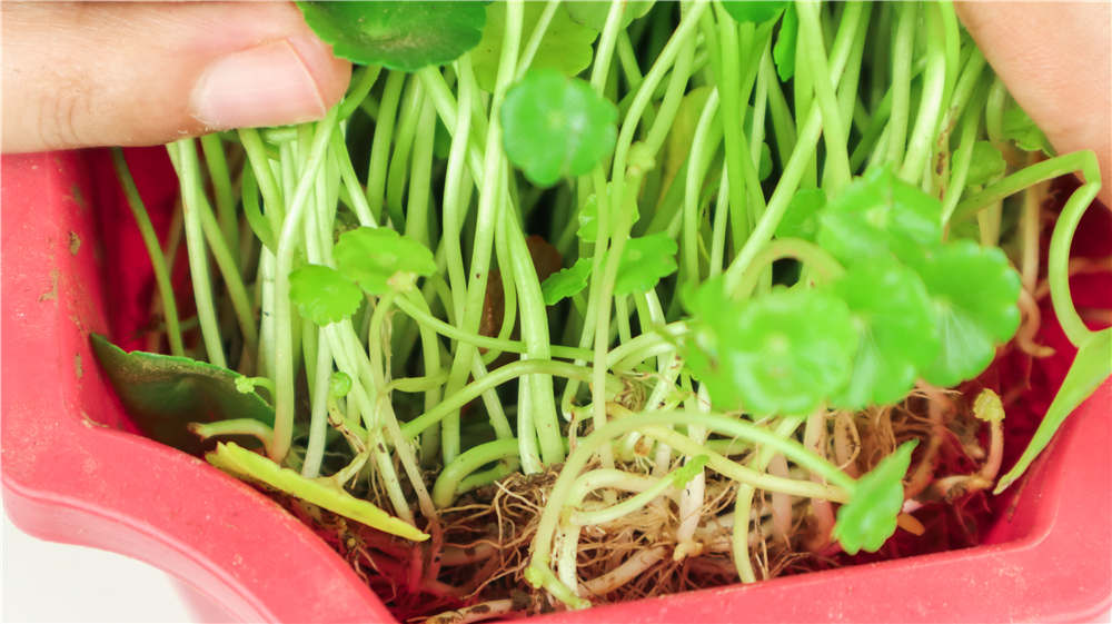 铜钱草 铜钱草