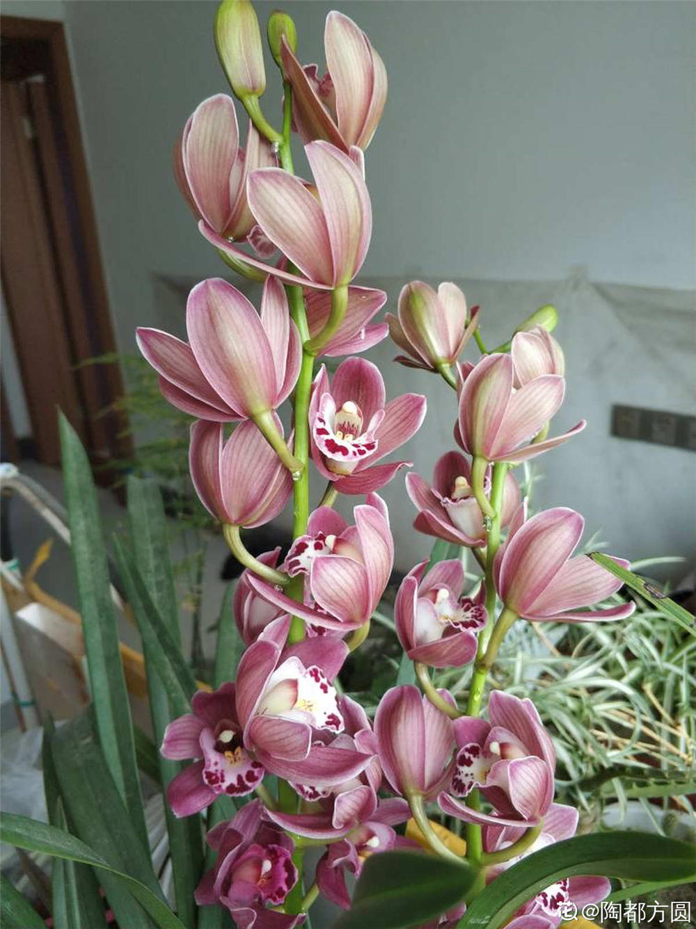 [肥料的选择]大花蕙兰如何施肥 - 深圳生活网