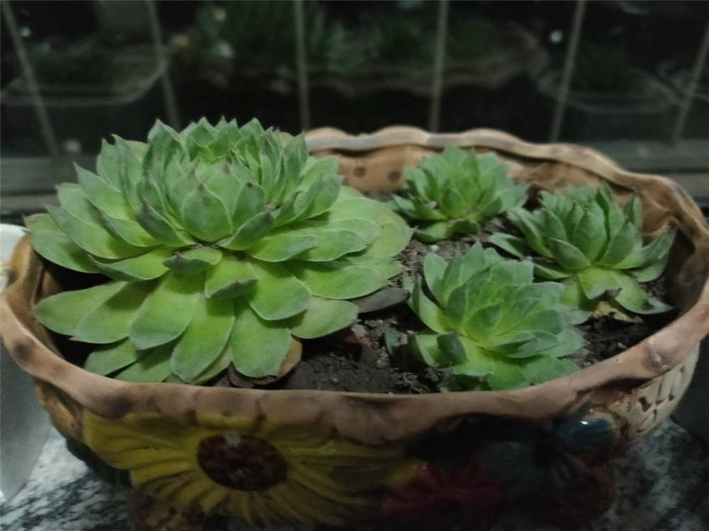 观音莲 观音莲