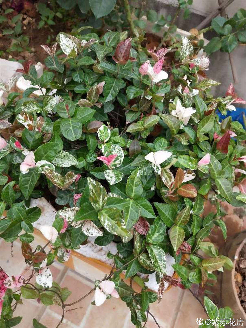 花叶络石 花叶络石