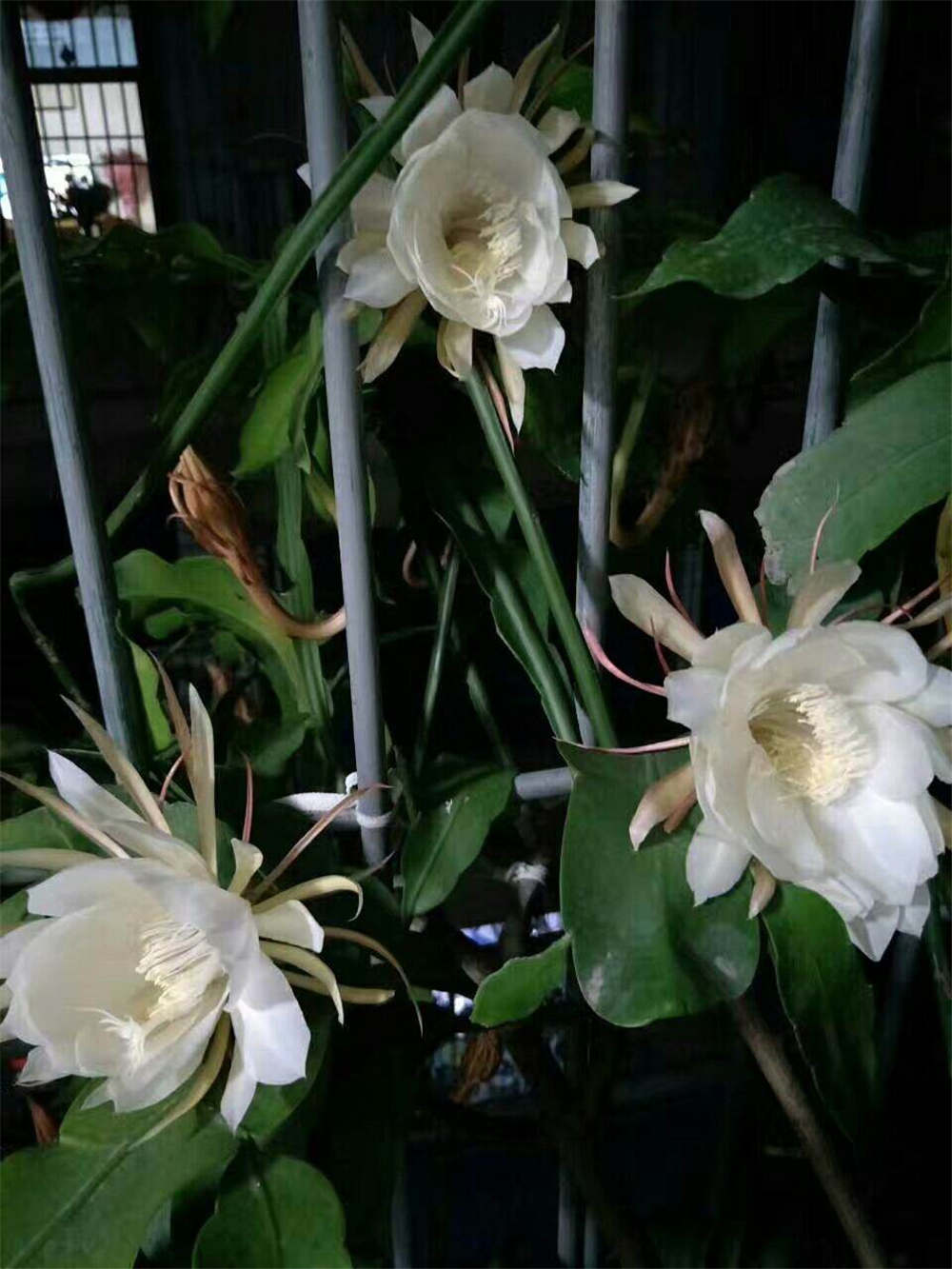 昙花 昙花