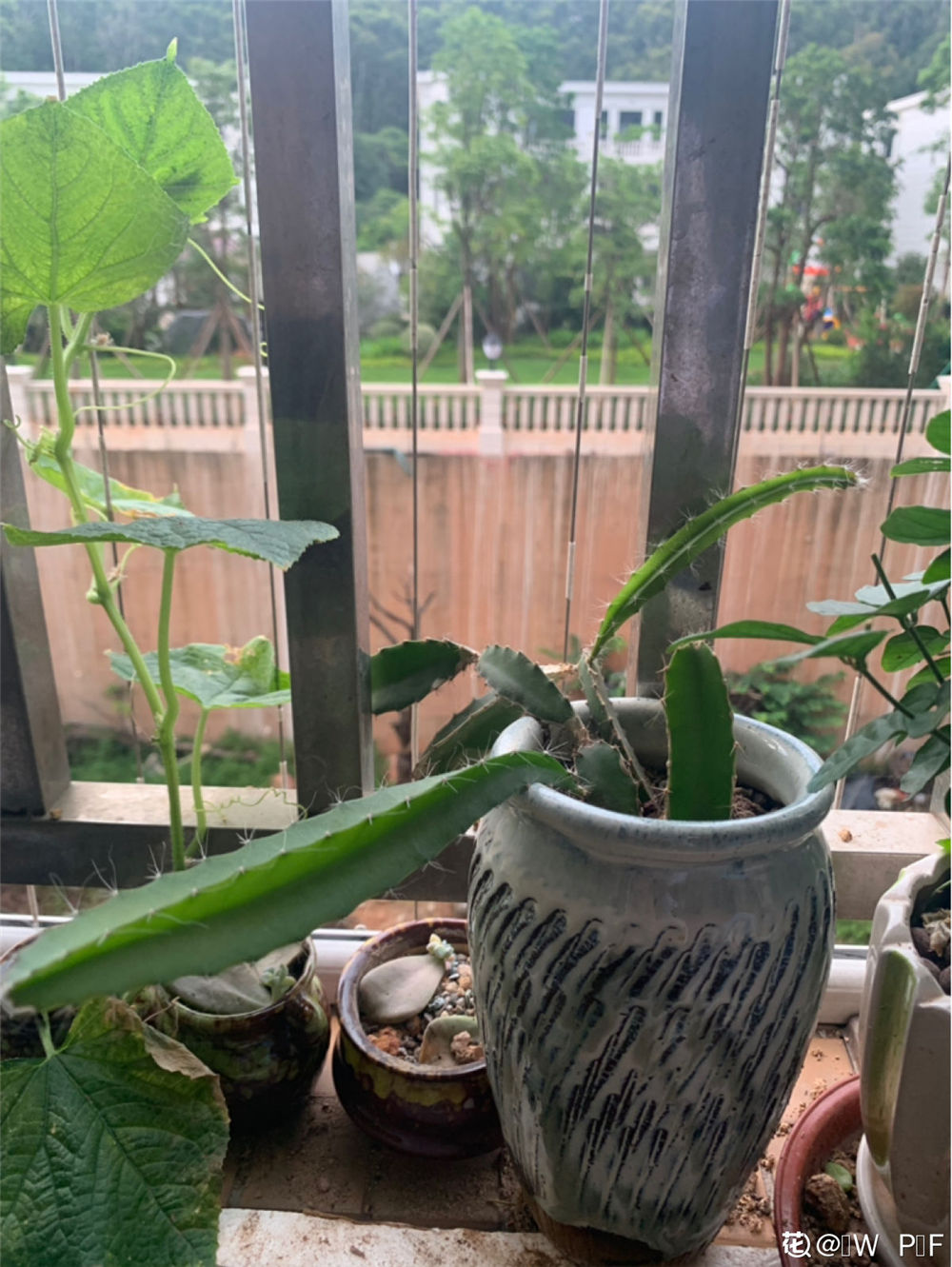 火龙果 火龙果