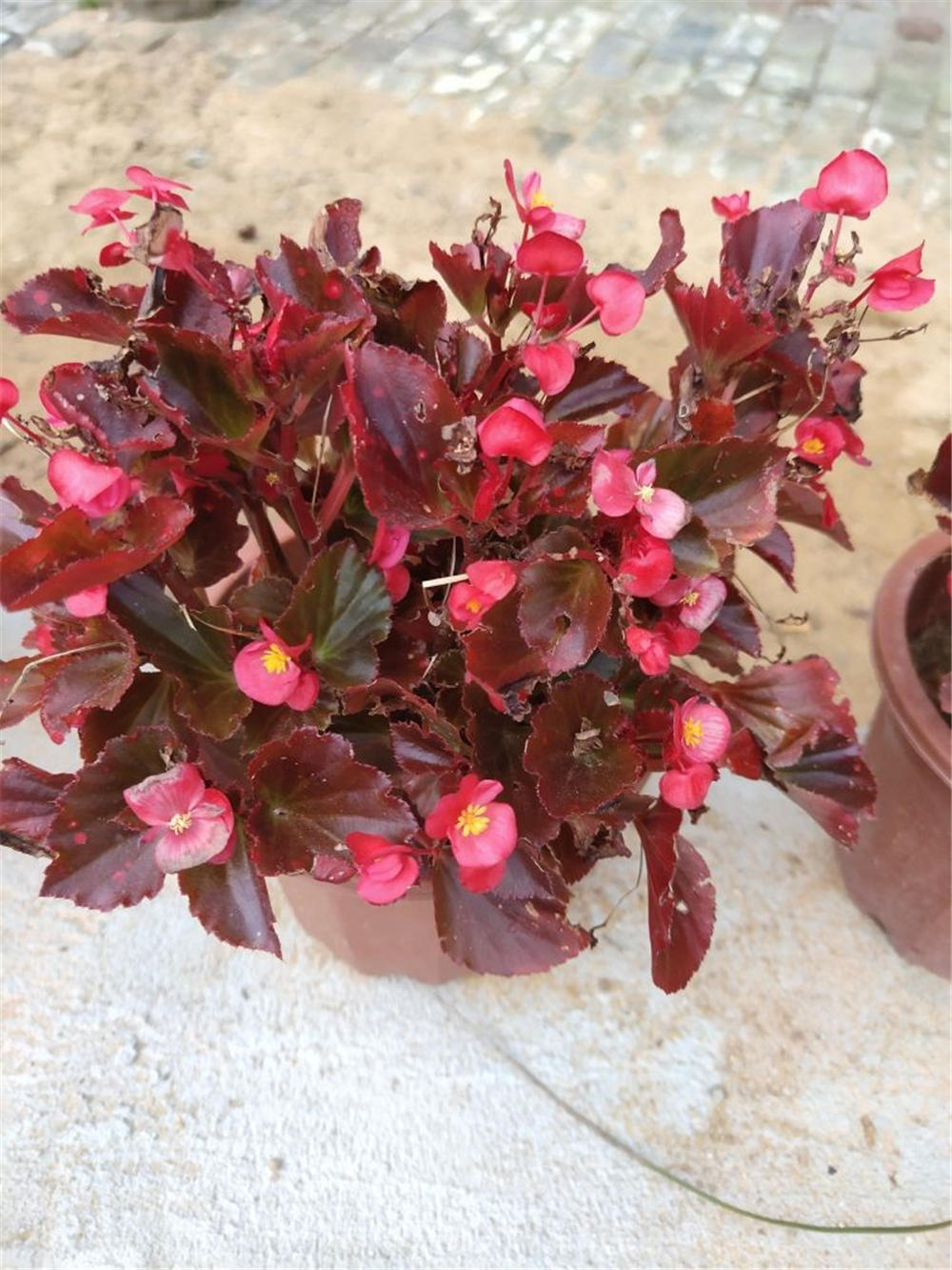 玻璃翠怎么浇水?注意这四点!