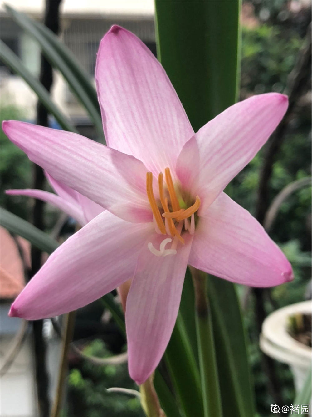 风雨兰的花语 雨百合的花语是什么 朴乐网