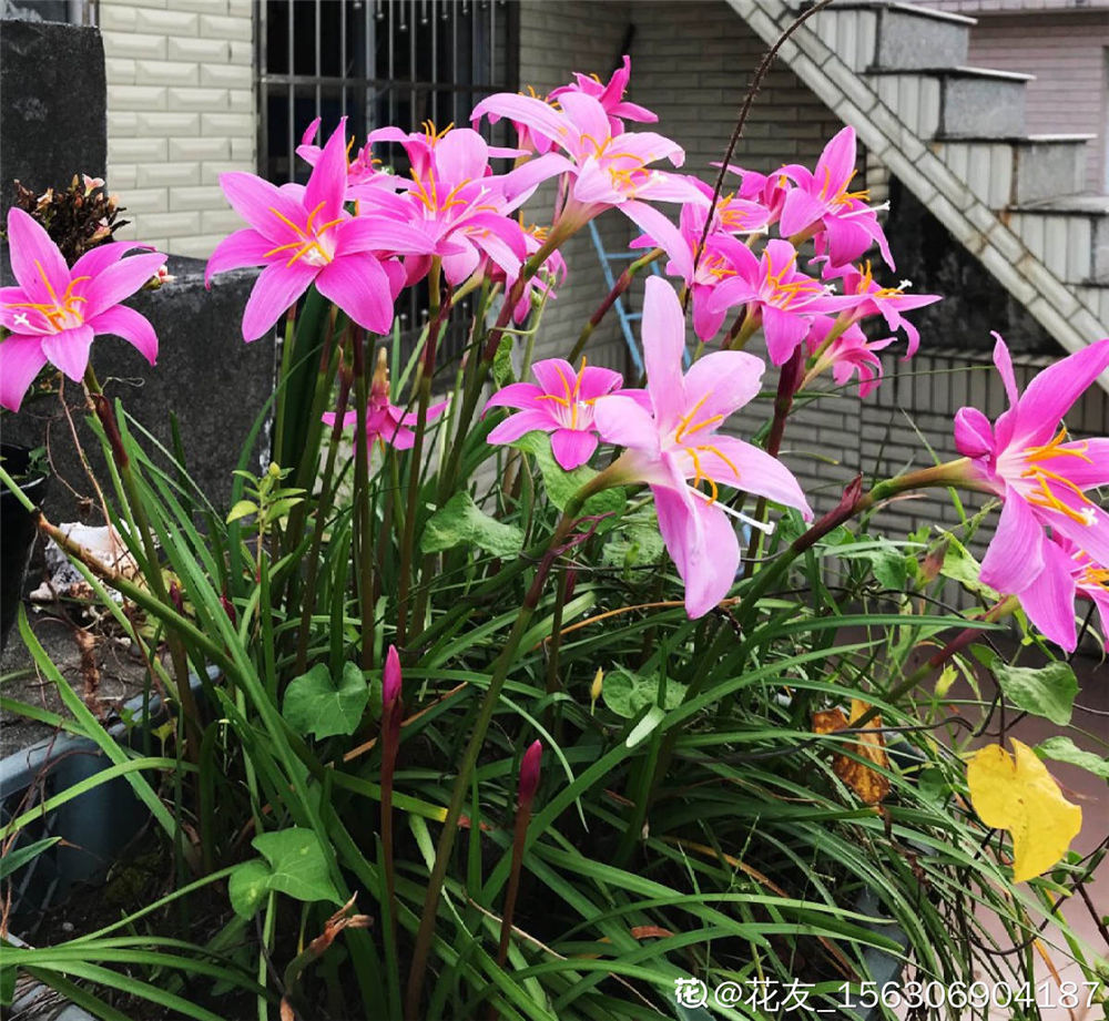 风雨兰的花语 雨百合的花语是什么 朴乐网