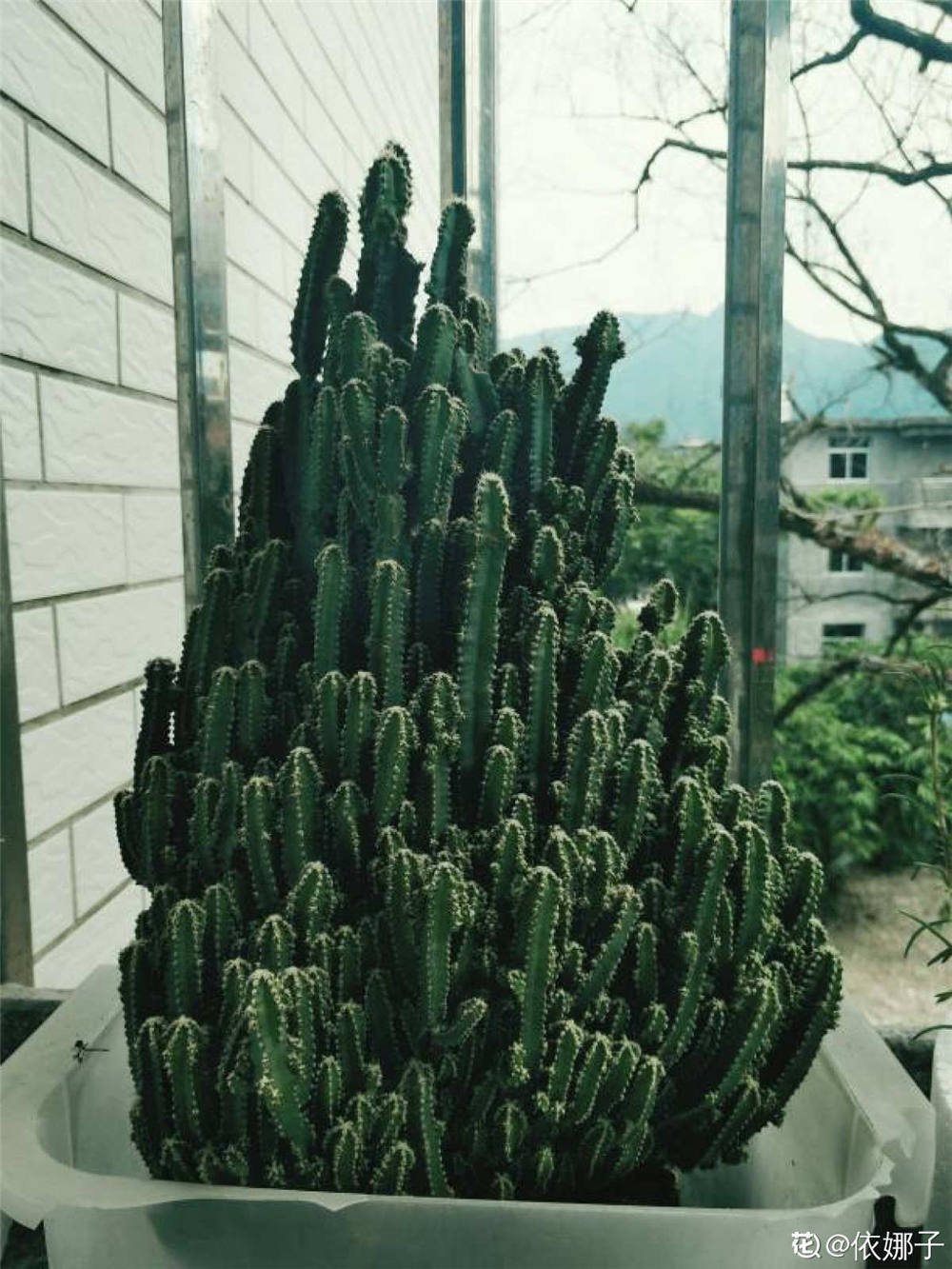 万重山如何养殖