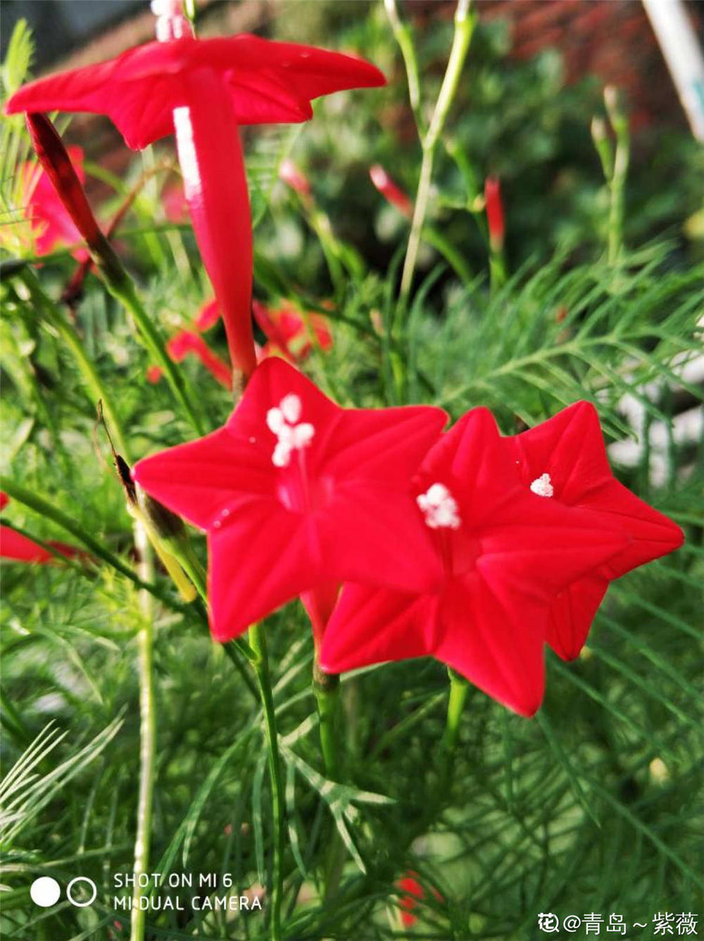 茑萝花的爱情花语图片